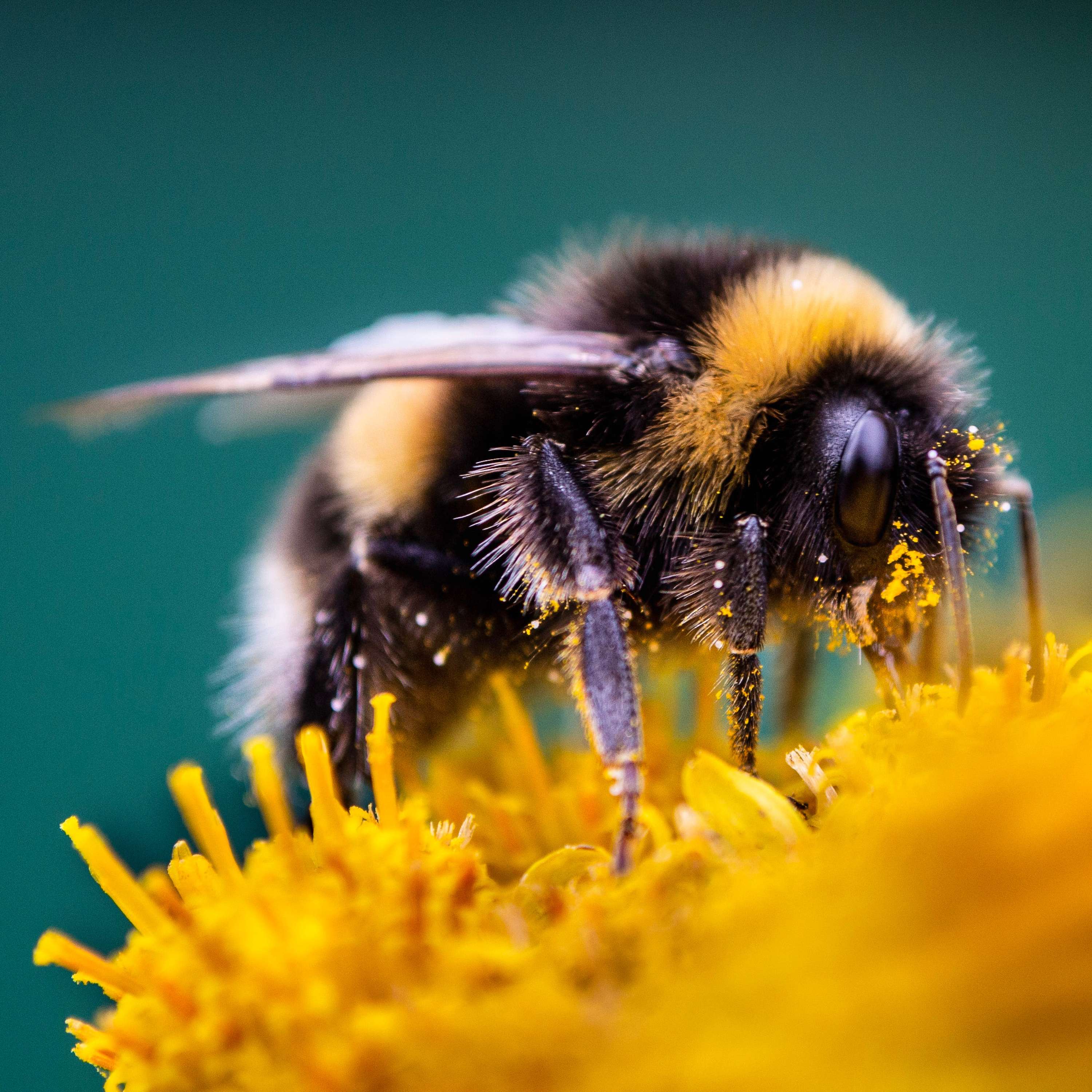 Exploring the Mind of a Bee