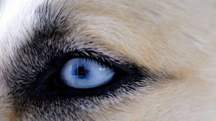 The Wolf's Eyelashes