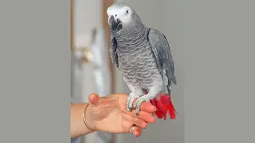 Parrot Intelligence 
