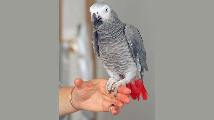 Parrot Intelligence