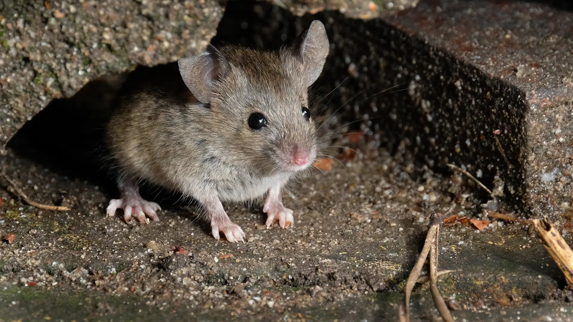 BITE: "Mice Make Peace" by Dovie Thomason