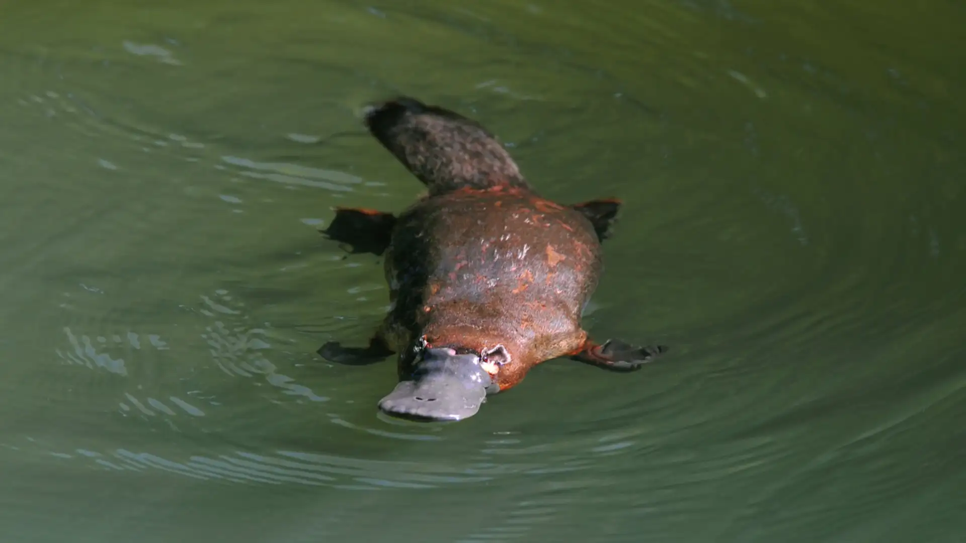 Outrageous Aussie Animals