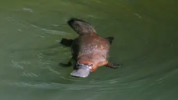 Outrageous Aussie Animals
