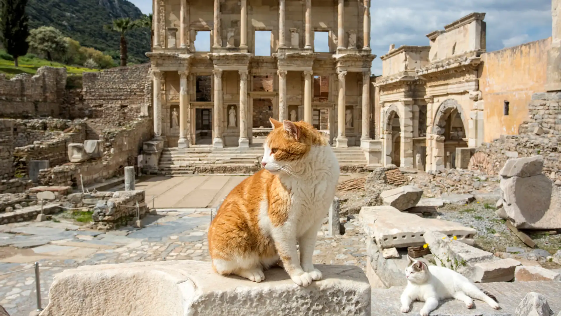 A Feline’s Take on World History