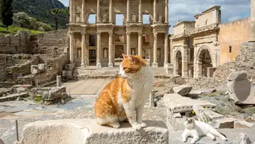 A Feline’s Take on World History