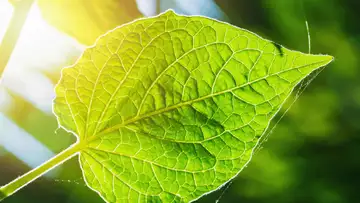 Survival of the Savvy: Plant Math & Masquerades