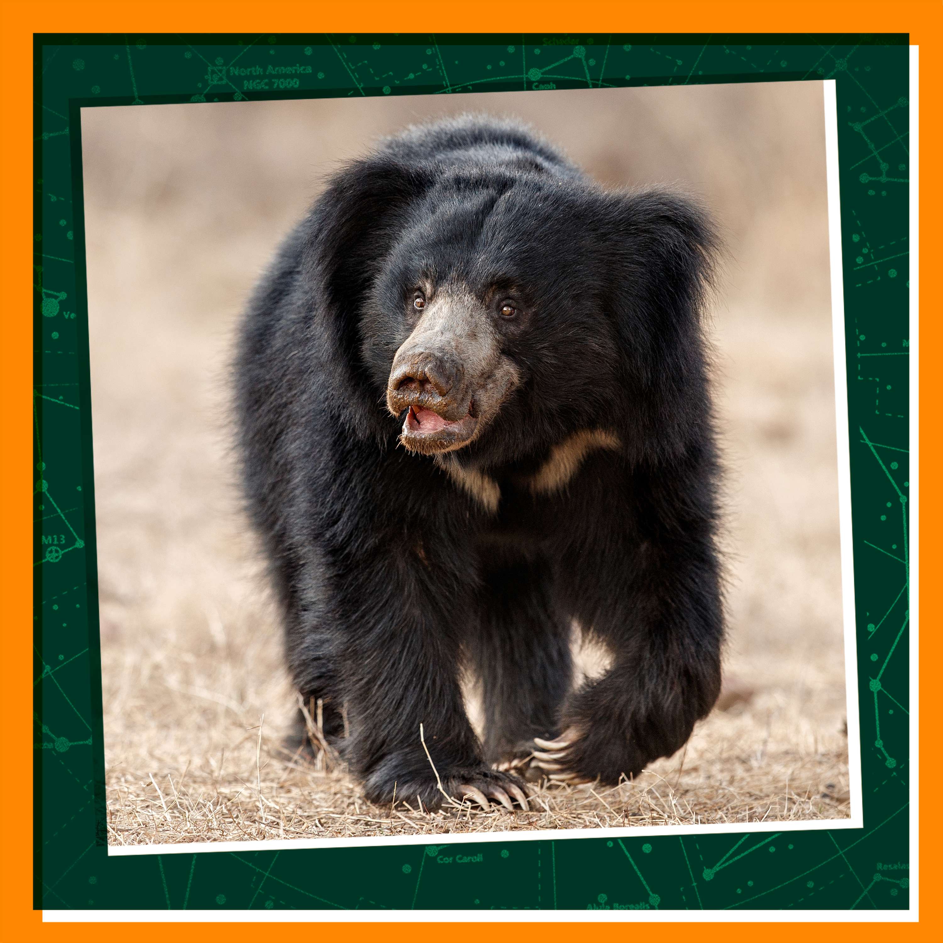 Going Undercover to Save Sloth Bears