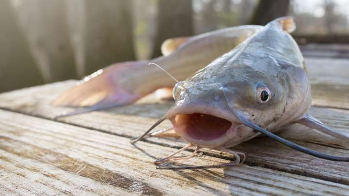 EXTRA: "Catfish for Dinner" by Brian Fox Ellis