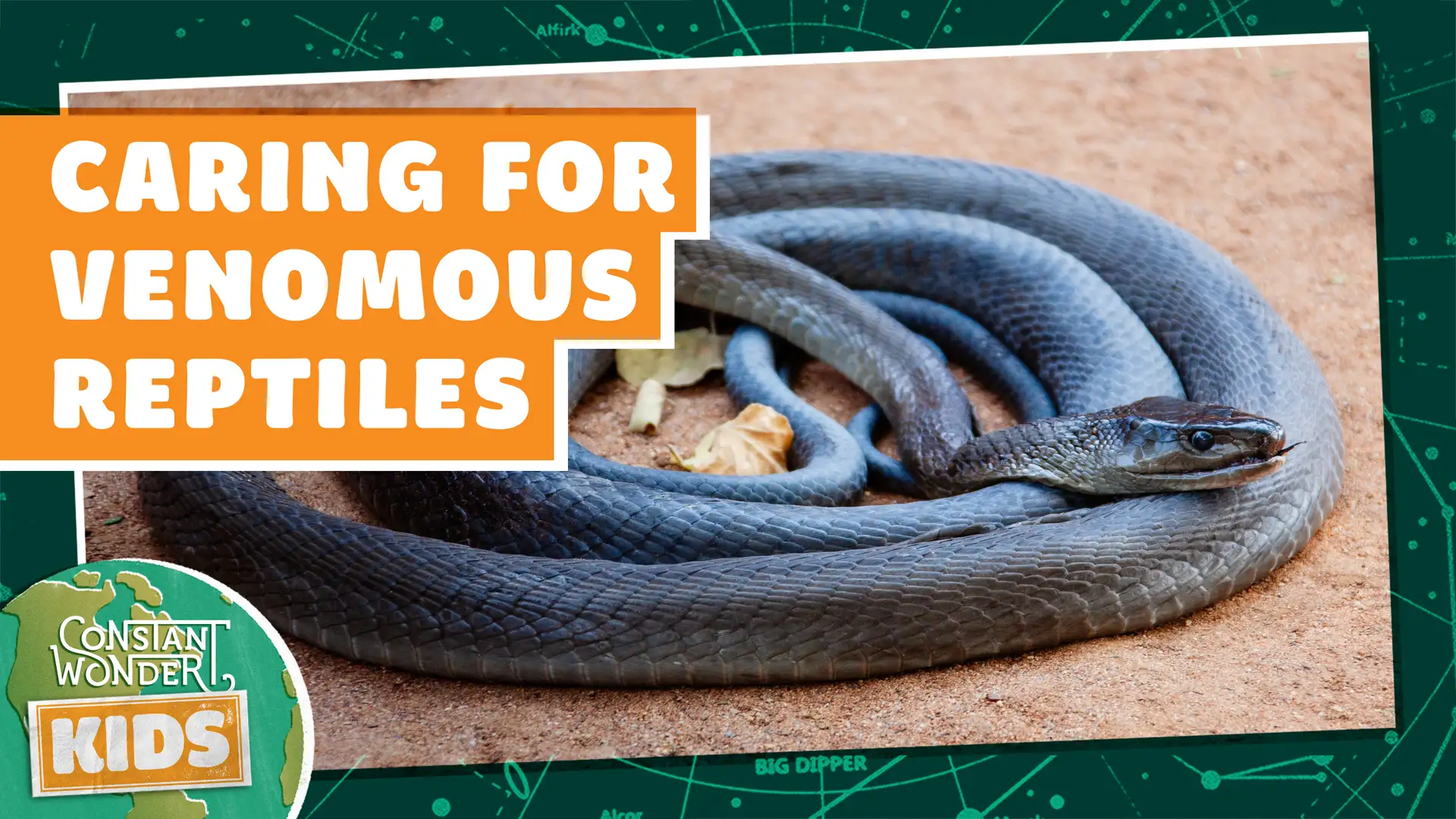 Caring for Venomous Reptiles