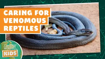Caring for Venomous Reptiles