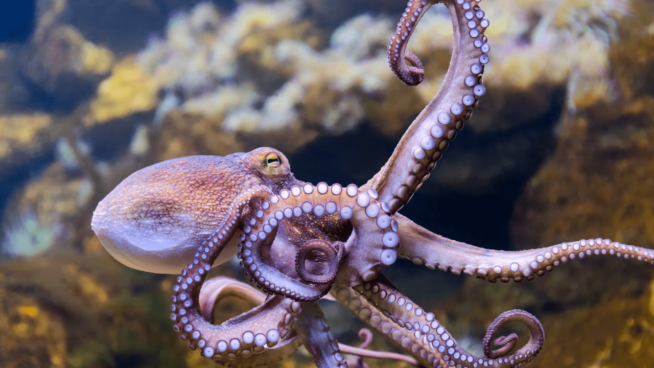 The Soul of an Octopus - BYU Radio