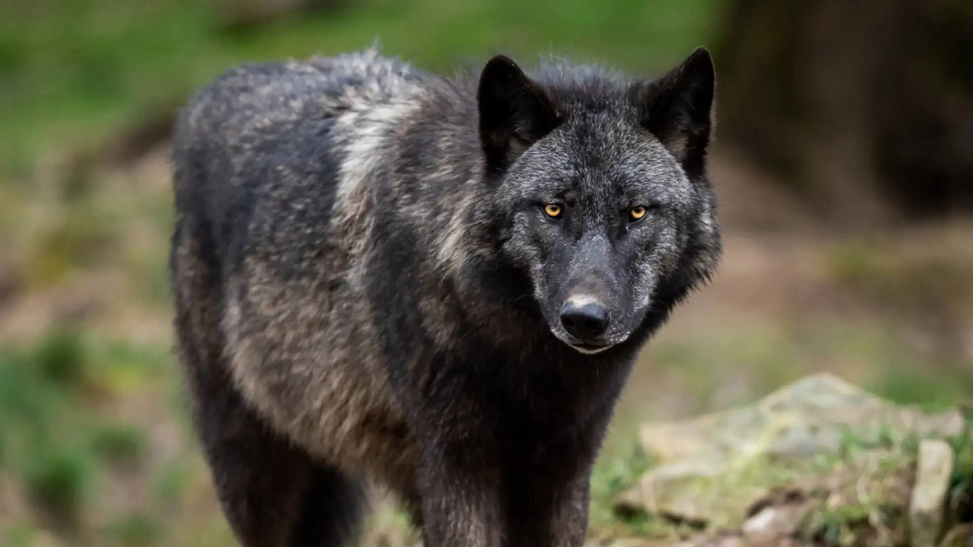 EXTRA: "The Second Wolf" by Sean K. Buvala