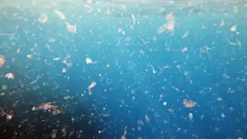 Using Swimming Microbots to Clean Up Microplastics