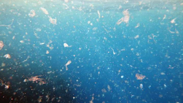 Using Swimming Microbots to Clean Up Microplastics