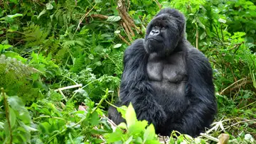Two Wild Gorillas Shifted the National Zoo Toward Conservation