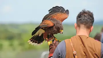 Good to Know - Bird Words
