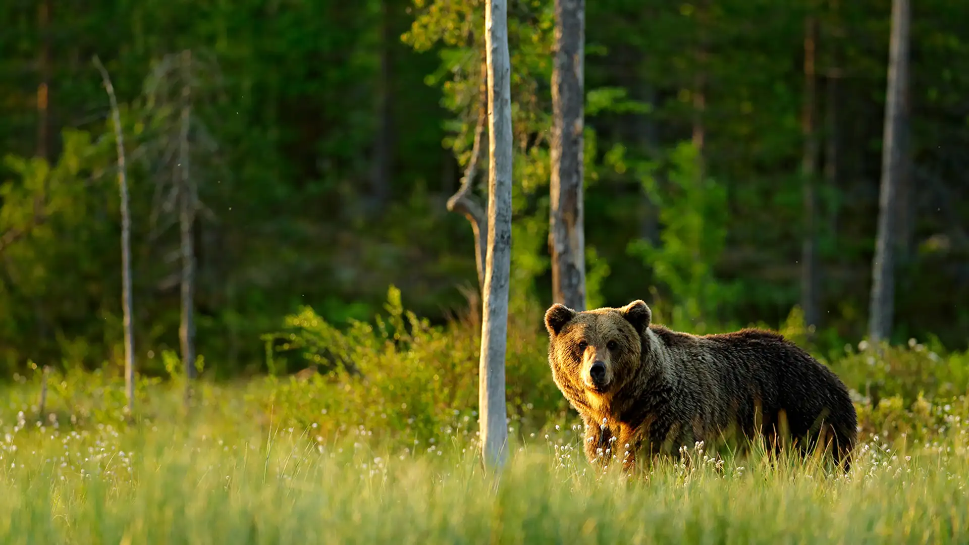 Bear Safety