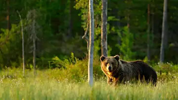 Bear Safety