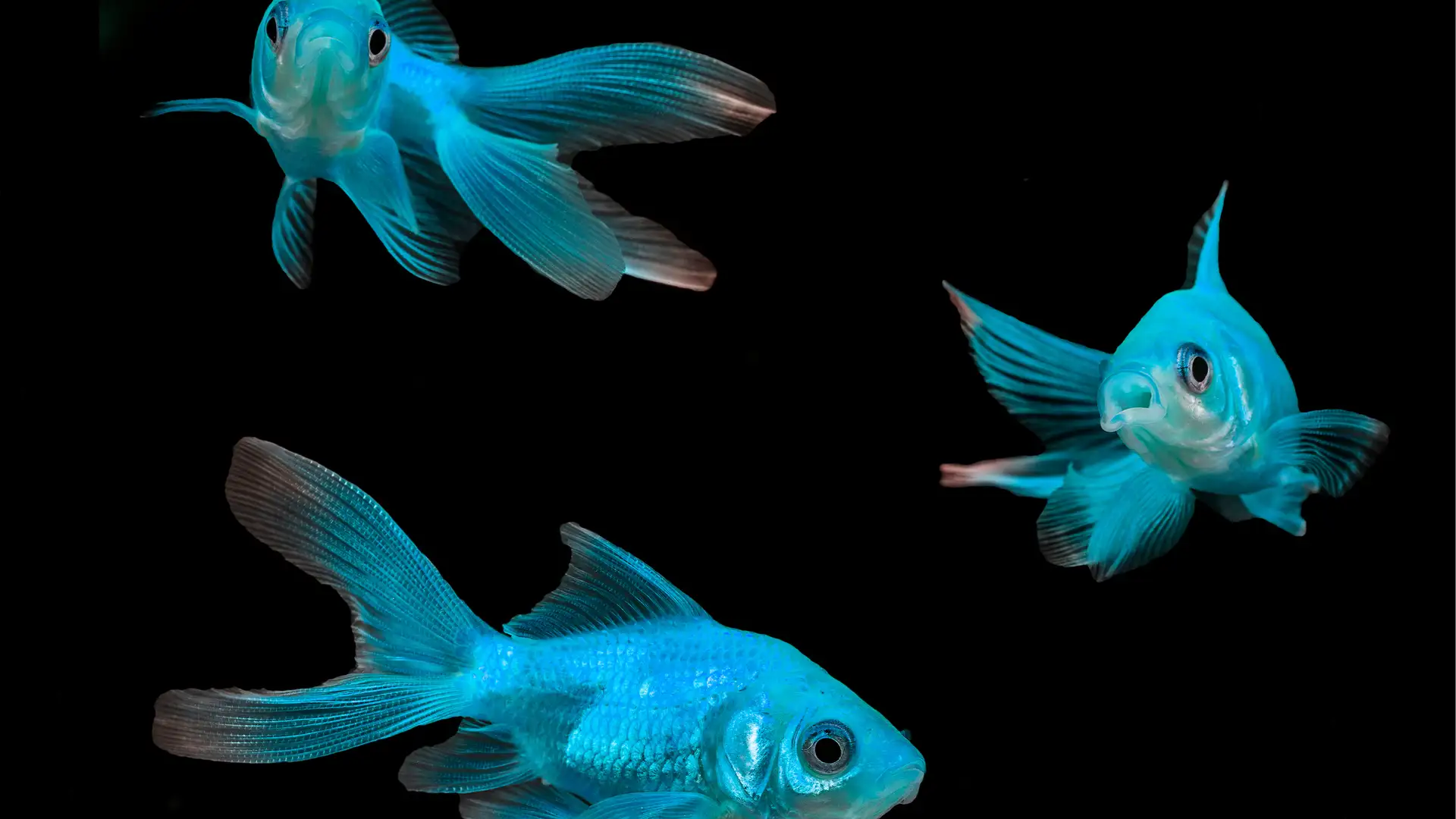 Davy and the Devil by Megan Hicks