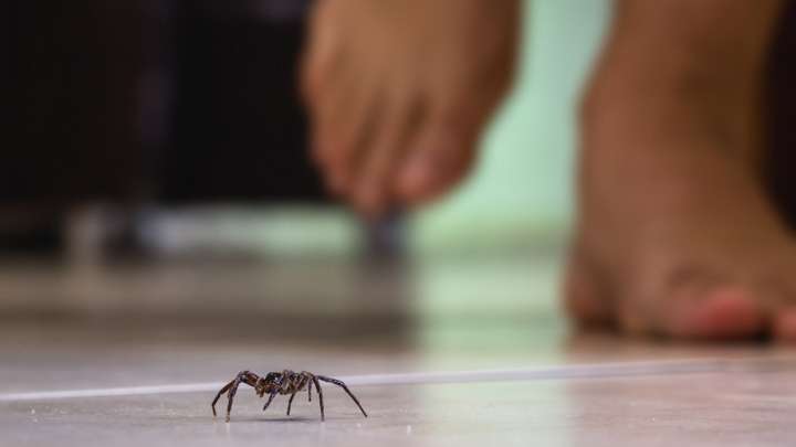 An App to Help You Overcome Arachnophobia