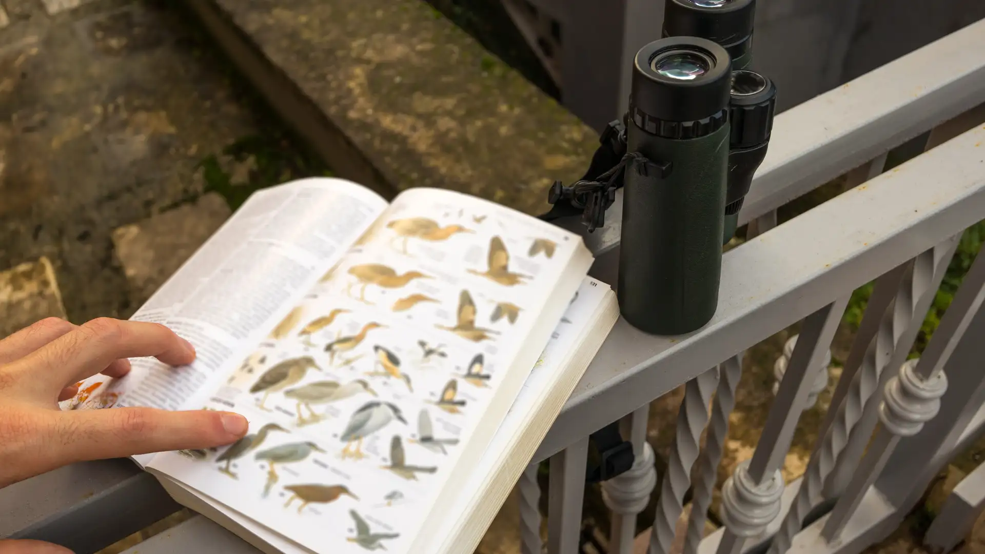 EXTRA **** Moonwatching with Grandma by Anne Rutherford
