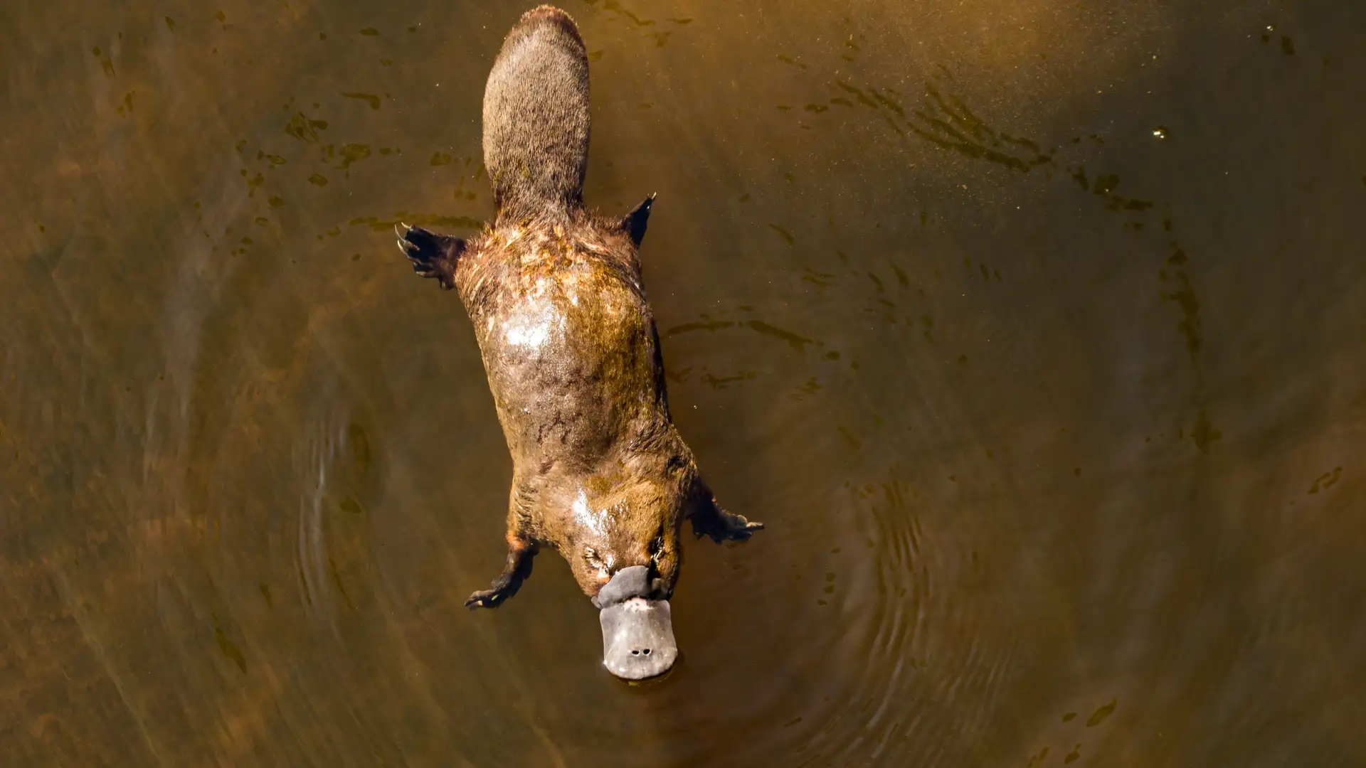 Elusive, Extraordinary and Potentially Endangered, the Platypus Swims On 