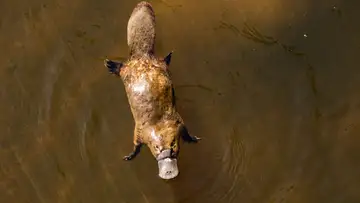 Elusive, Extraordinary and Potentially Endangered, the Platypus Swims On 