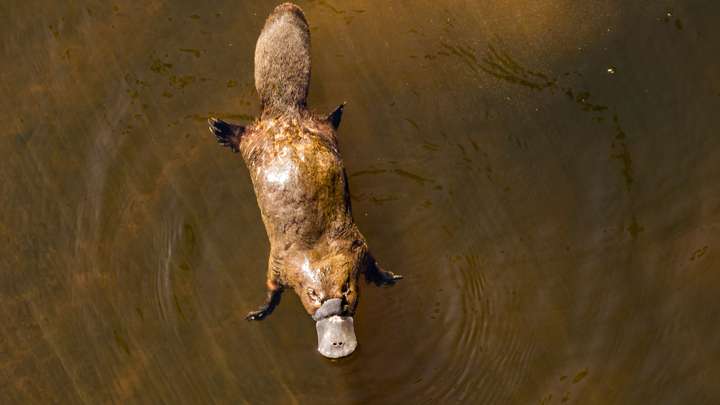 Elusive, Extraordinary and Potentially Endangered, the Platypus Swims On 