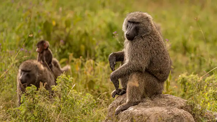 Baboons in Mourning
