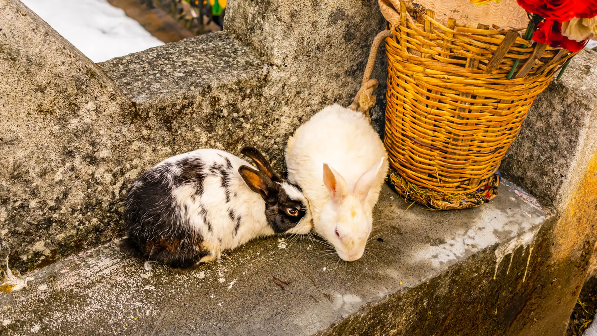 The Bun Hatter Sanctuary