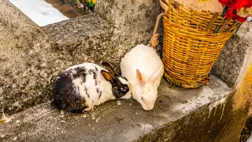 The Bun Hatter Sanctuary
