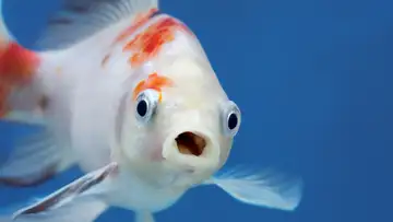 A Fishwatcher’s Guide to Life, the Ocean and Everything