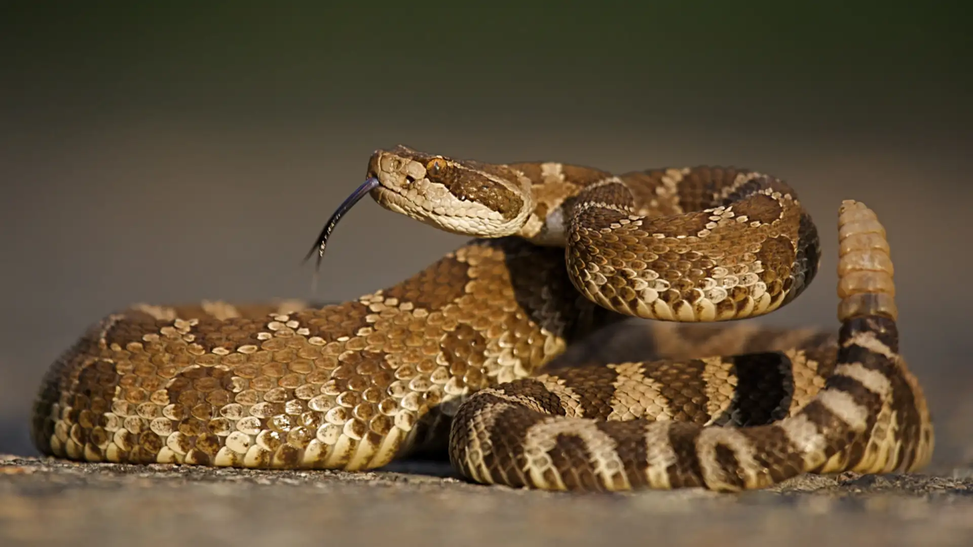 EXTRA: "Coyote and Rattlesnake" by Bill Gordh