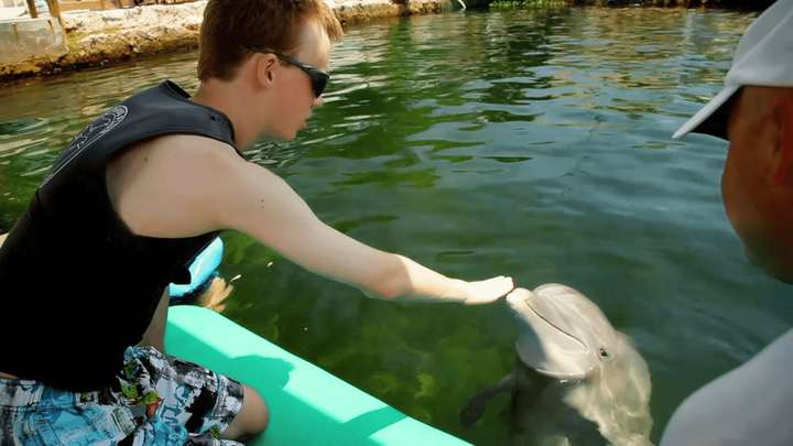 Island Dolphin Care