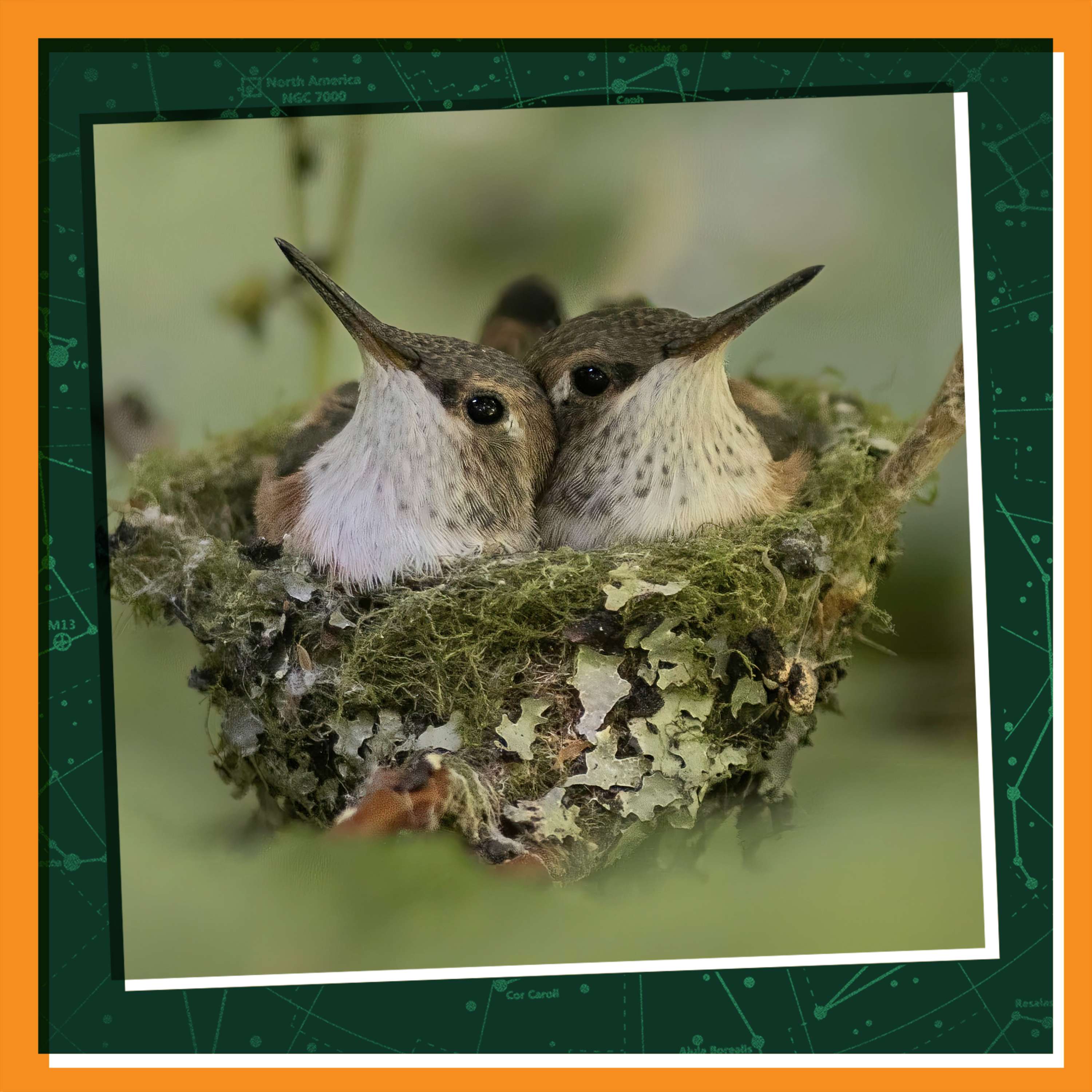 Raising Baby Hummingbirds episode artwork