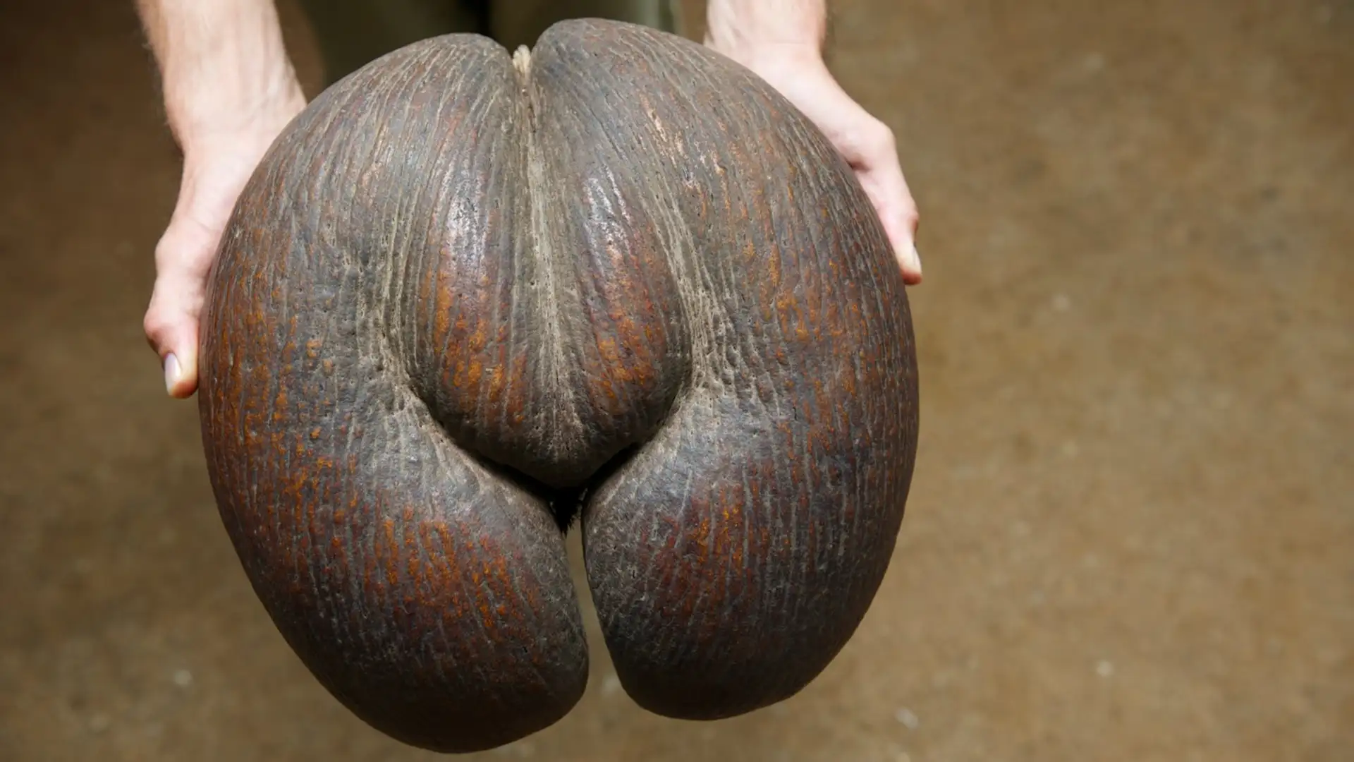 Conservationists’ Efforts to Preserve the Coco de Mer Palm Tree