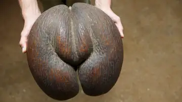 Conservationists’ Efforts to Preserve the Coco de Mer Palm Tree