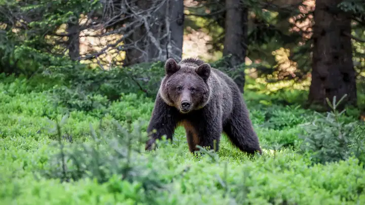 Bear Spray