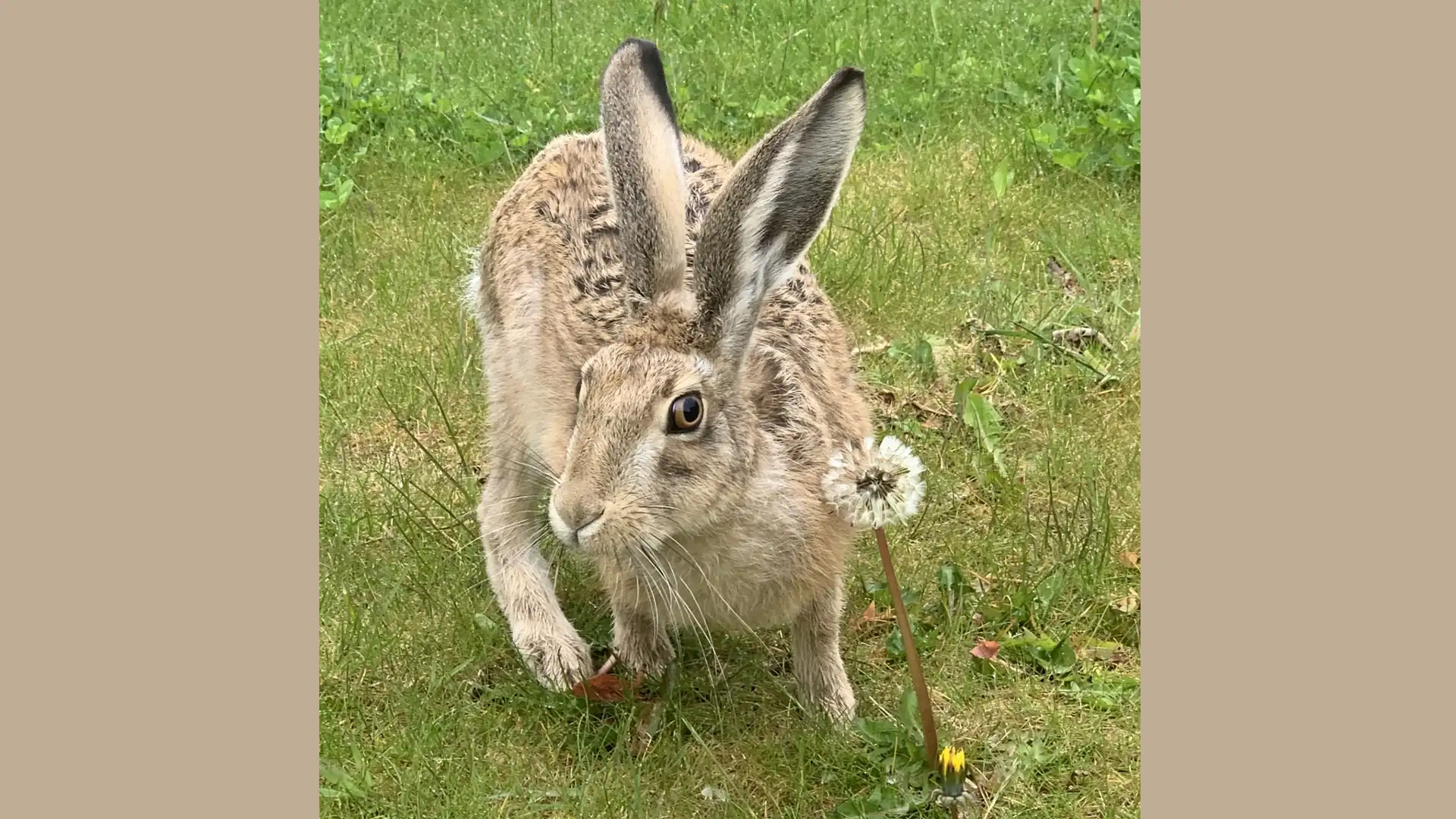 Hare in the House: An Enchanting and Wild Companion
