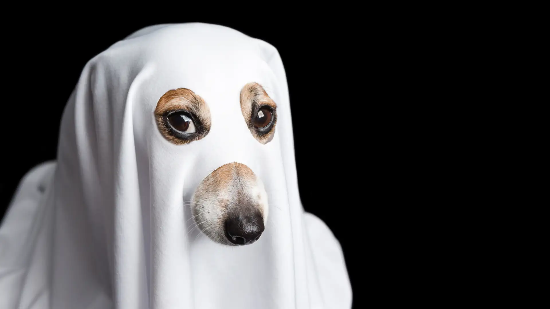 A Scary Sam Halloween