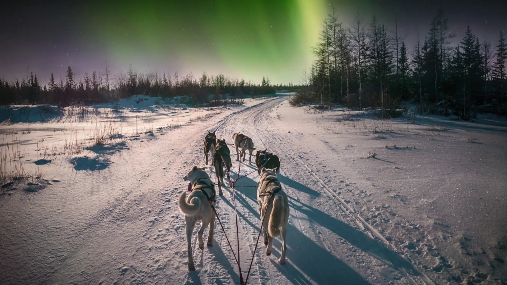 Celebrating the Black Identity and The Iditarod