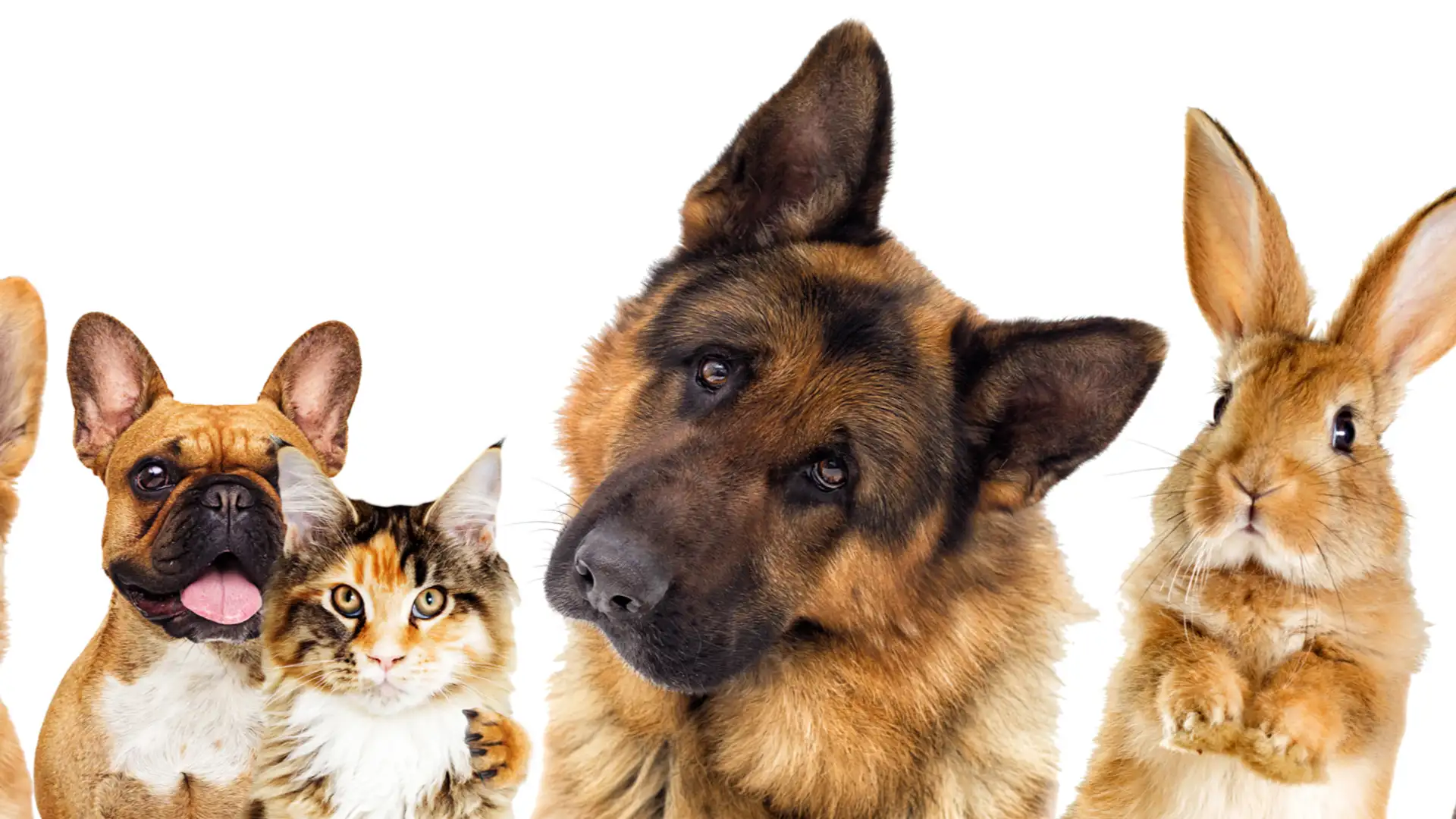 Make the Most of Math and Adopting Animals