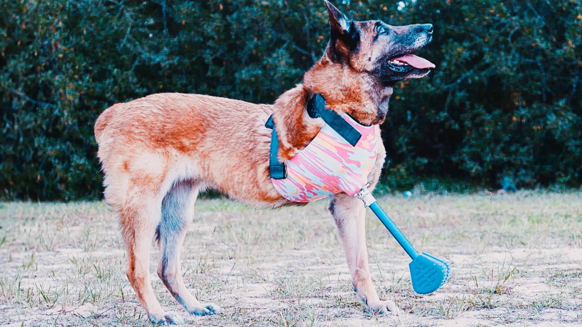 Layka, An American Hero