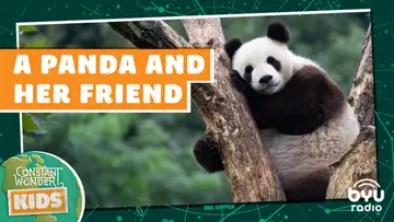 A Panda and Her Friend