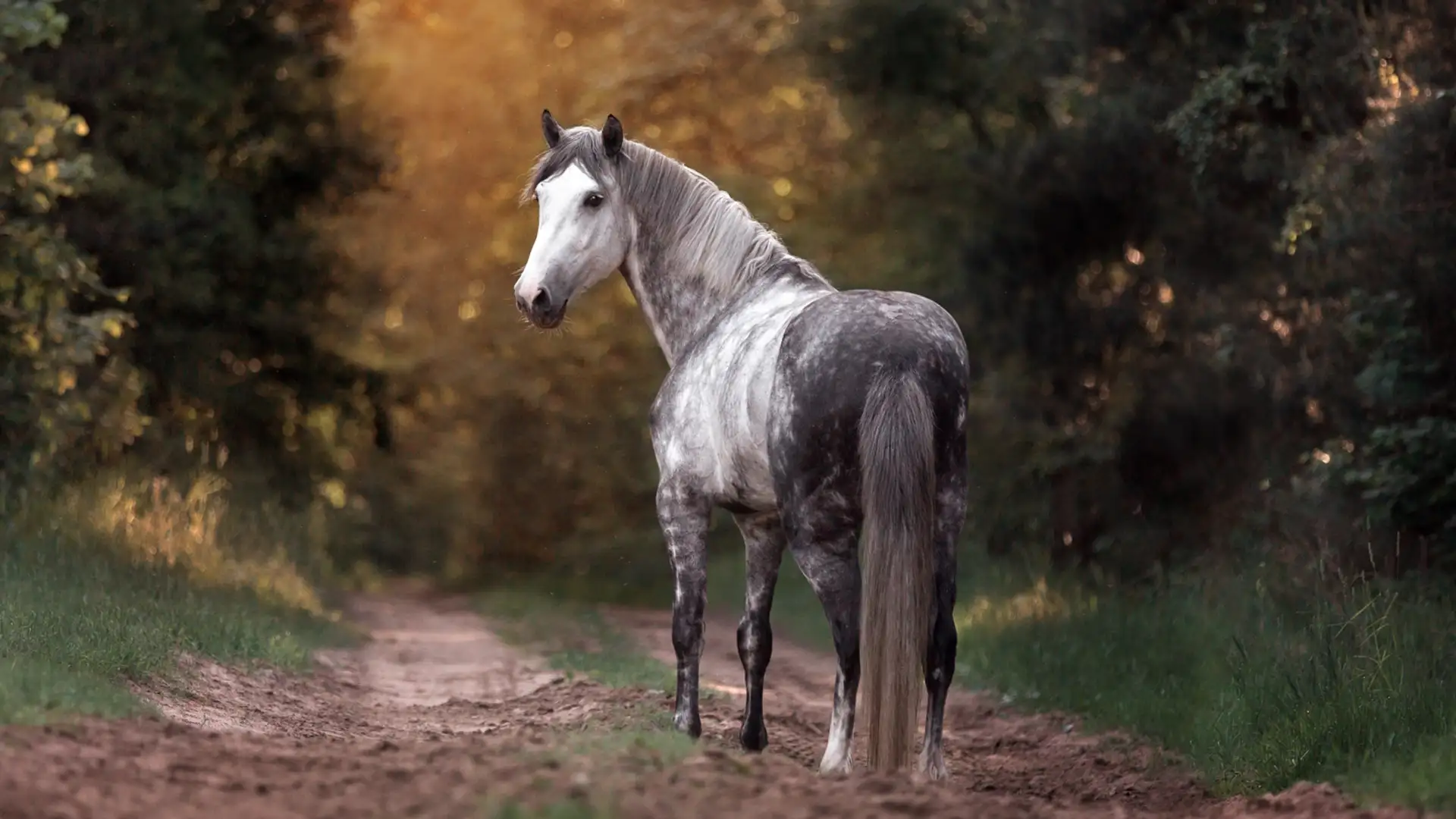 Alazao the Horse that Saved Six Lives