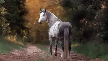 Alazao the Horse that Saved Six Lives, A True Story