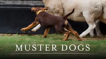 Muster Dogs