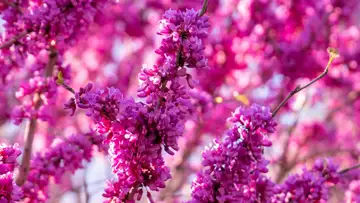 The Magic Of Wild Foraging (Anyone Can Do It!)