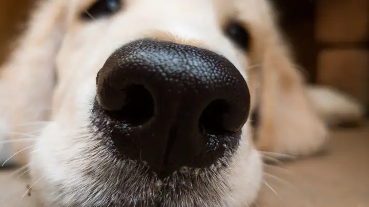 Dog Sniffing Technology
