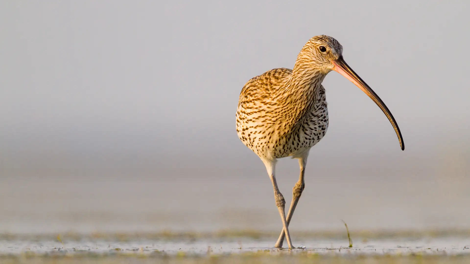 She Walked 500 Miles for a Bird Under Threat